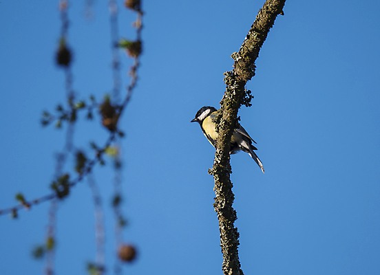 포토 JPG 해외이미지 나무 동물 유럽 야생동물 음식 백그라운드 오렌지 자연 조류 사람없음 목재 초록색 파란색 컬러풀 갈색 노란색 환경 정원 검은색 흰색 닫기 숲 큼 깃털 부리 동물상 삼림지대 수유 해외202009 해외포토 식물 나라 컬러 과일 재료 모션 조형물 크기 생태계 파일형식