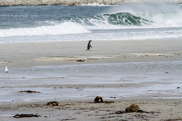 포토 JPG 해외이미지 동물 야생동물 모래 바다 날개 자연 조류 병아리 사람없음 야외 물 환경 검은색 수영 탐험 흰색 쌍 남아메리카 북극 깃털 펭귄 칠레 물갈퀴 아르헨티나 궤 해외202009 해외포토 자연요소 컬러 아메리카 수상스포츠 극지방 생태계 파일형식