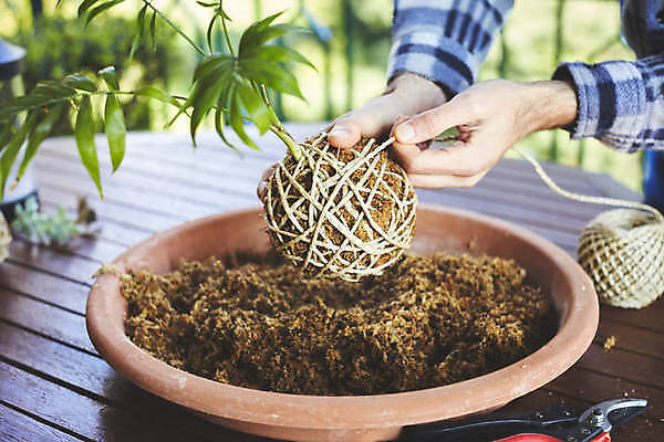 포토 JPG 해외이미지 식물 손 꽃 음식 백그라운드 잎 꽃무늬 농업 재료 공 자연 넥타이 건강 이끼 사람없음 장식 초록색 환경 정원 일본 흙 회색 수확 성장 신선 원형 유기농 원예 내추럴 생태학 채식주의자 해외202009 해외포토 도형 웰빙 잡화 교육 산업 아시아 컬러 무늬 취미 신체부위 생태계 채식 파일형식