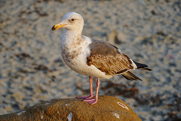 포토 JPG 해외이미지 동물 실루엣 야생동물 모래 바다 섬 여행 백그라운드 날개 오렌지 모션 자연 갈매기 조류 휴가 사람없음 야외 태양 노란색 화목 일몰 산책 자유 바위 흰색 전원 가장자리 예측 지중해 탈출 깃털 부리 장면 내추럴 많음 수평선 해외202009 해외포토 자연요소 컬러 컨셉 과일 휴식 촬영기법 노을 돌_바위 둘레 전기에너지 생태계 파일형식