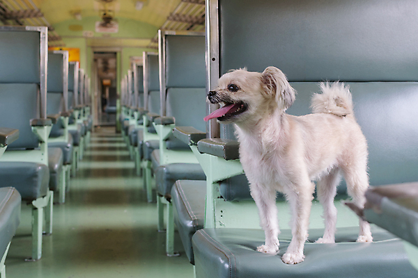 포토 JPG 해외이미지 한마리 여행 의자 사람없음 반려동물 개 해외202009 해외포토 동물 1 가구 포유류 파일형식