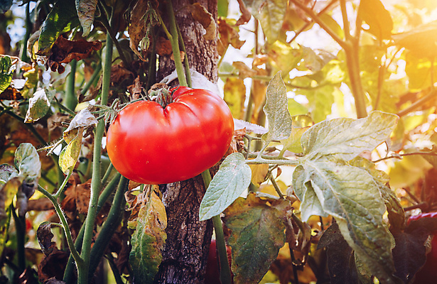 포토 JPG 해외이미지 식물 계절 음식 농업 토마토 채소 재료 자연 건강 사람없음 빨간색 초록색 농장 정원 활발 수확 성장 시골 신선 맛 유기농 생태계 원예 날것 국산 내추럴 바이오 밭일 숙성 온실 채식주의자 카피스페이스 디톡스 비건 해외202009 해외포토 웰빙 산업 컬러 컨셉 취미 공백 채식 파일형식