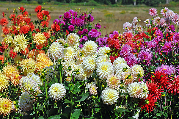 포토 JPG 해외이미지 식물 계절 꽃잎 꽃 꽃무늬 자연 사람없음 야외 컬러풀 정원 봄 벚꽃 개화 원예 영원 해외202009 해외포토 컬러 무늬 취미 생태계 파일형식