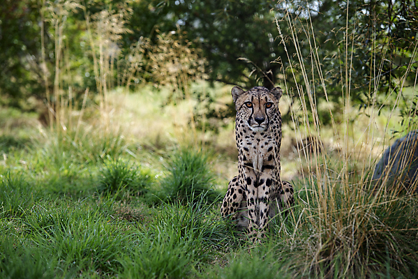 포토 JPG 해외이미지 동물 여유 얼굴 야생동물 포유류 아프리카 자연 영국 털 동물원 앉기 사람없음 야외 고양이 황무지 닫기 보호 큼 사파리 피부 속도 육식동물 사냥꾼 멸종 남쪽 내추럴 고립 사바나 전국 탄자니아 해외202009 해외포토 직업 감정 유럽 나라 컨셉 모션 신체부위 반려동물 크기 방향 생태계 파일형식