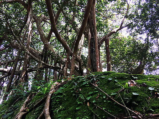 포토 JPG 해외이미지 나무 식물 계절 공원 여행 백그라운드 잎 건축양식 태국 자연 하늘 풍경 사람없음 야외 목재 초록색 여름 환경 바위 숲 내추럴 옛날 해외202009 해외포토 공공시설 건축 아시아 컬러 재료 돌_바위 생태계 파일형식