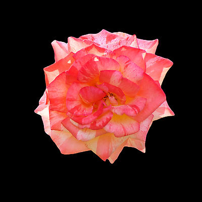 포토 JPG 해외이미지 식물 디자인 꽃잎 꽃 클리핑패스 분홍색 백그라운드 잎 꽃무늬 자연 휴가 발렌타인데이 선물 사랑 사람없음 장식 빨간색 장미 머리 정원 검은색 봄 낭만 벚꽃 닫기 심볼 싱글 질감 부드러움 내추럴 고립 파스텔톤 해외202009 해외포토 계절 감정 컬러 컨셉 무늬 모션 데이이벤트 신체부위 감각 생태계 파일형식