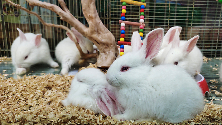 포토 JPG 해외이미지 식물 꽃 잎 꽃무늬 자연 사람없음 야외 빨간색 초록색 컬러풀 장미 보케 향 해외202009 해외포토 컬러 무늬 생태계 파일형식