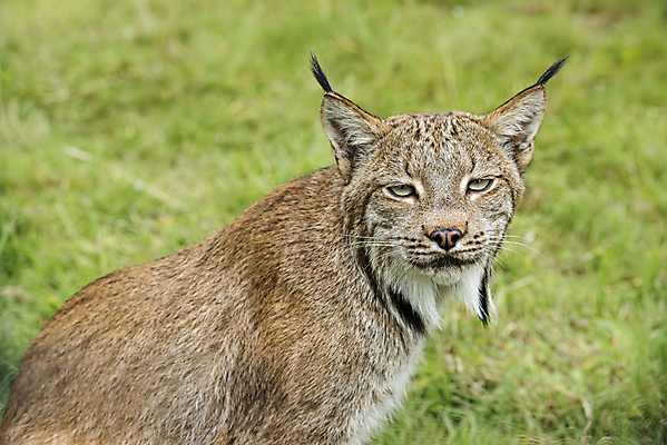 포토 JPG 해외이미지 나무 동물 공원 얼굴 야생동물 백그라운드 캐나다 겨울 포유류 자연 수염 털 사람없음 야외 초록색 머리 고양이 추위 흰색 닫기 숲 위험 큼 귀 육식동물 팩 사냥꾼 스라소니 해외202009 해외포토 식물 직업 계절 공공시설 컬러 컨셉 북아메리카 모션 신체부위 반려동물 화장품 크기 생태계 파일형식