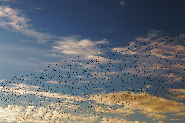 포토 JPG 해외이미지 동물 구름 실루엣 야생동물 여행 포즈 백그라운드 날개 모션 자연 조류 하늘 추상 파노라마 풍경 사람없음 야외 파란색 컬러풀 햇빛 검은색 화목 일몰 새벽 자유 그룹 로마 역동적 부드러움 동물상 환상 많음 해외202009 해외포토 자연요소 컬러 컨셉 무늬 촬영기법 태양 조형물 노을 이탈리아 감각 생태계 파일형식