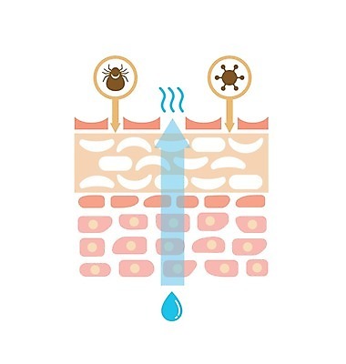 EPS 해외이미지 디자인 컨셉 신체 일러스트 비즈니스 부분 해부 학교 표면 세포 건강 사람 그래픽 치료 픽토그램 약 손상 감각 오르간 플랫 바이러스 보호 수분 피부 피부관리 그림 심플 층 박테리아 알레르기 고립 돌봄 엘리먼트 해외202009 해외일러스트 교육 의학 모션 신체부위 뷰티 건반악기 질병 파일형식 벡터