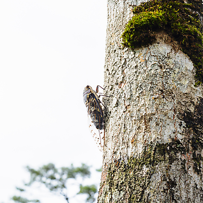 포토 JPG 해외이미지 나무 식물 1 아시아 야생동물 곤충 날개 자연 사람없음 야외 여름 갈색 환경 봄 나뭇가지 잡기 닫기 피부 싱글 질감 시끄러움 내추럴 해외202009 해외포토 동물 계절 나라 컬러 모션 신체부위 생태계 파일형식