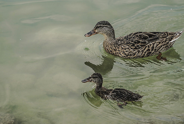 포토 JPG 해외이미지 동물 공원 호수 야생동물 가족 자연 조류 오리 병아리 사람없음 야외 물 강 수영 아기 연못 깃털 부리 청둥오리 내추럴 잔물결 해외202009 해외포토 자연요소 공공시설 물결 관계 사람 수상스포츠 생태계 파일형식