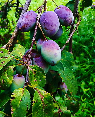 포토 JPG 해외이미지 나무 식물 계절 잎 과일 자연 건강 육류 사람없음 초록색 파란색 농장 정원 보라색 수확 나뭇가지 신선 제비꽃 유기농 자두 밭일 해외202009 해외포토 웰빙 꽃 컬러 농업 식재료 생태계 파일형식