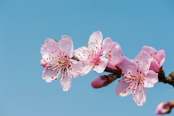 포토 JPG 해외이미지 나무 식물 전통 디자인 계절 꽃 아시아 문화 분홍색 자연 하늘 휴가 산 동양인 사람없음 장식 초록색 파란색 컬러풀 평화 축제 중국 봄 벚꽃 신선 화려 개화 우아함 달콤 복숭아 내추럴 해외202009 해외포토 나라 컬러 컨셉 과일 인종 맛 생태계 파일형식