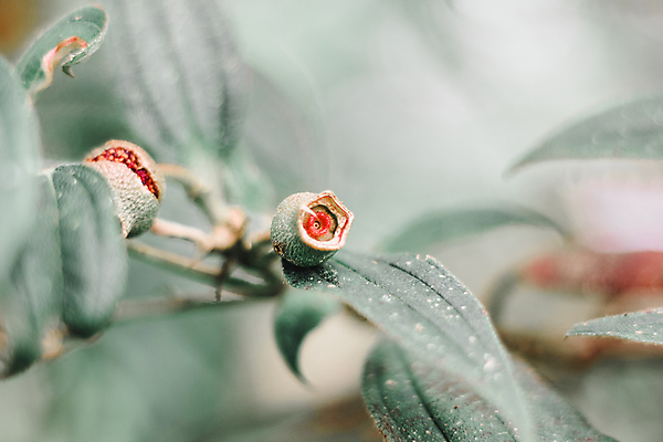 포토 JPG 해외이미지 식물 계절 꽃 여행 백그라운드 잎 태국 자연 아침 추상 휴가 산 풍경 사람없음 야외 초록색 여름 햇빛 태양 노란색 정원 검은색 봄 성장 벚꽃 흰색 신선 숲 내추럴 해외202009 해외포토 주간 자연요소 아시아 컬러 무늬 생태계 파일형식