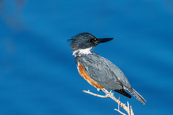 포토 JPG 해외이미지 동물 북아메리카 조류 사람없음 미국 물총새 플로리다 해외202009 해외포토 아메리카 파일형식