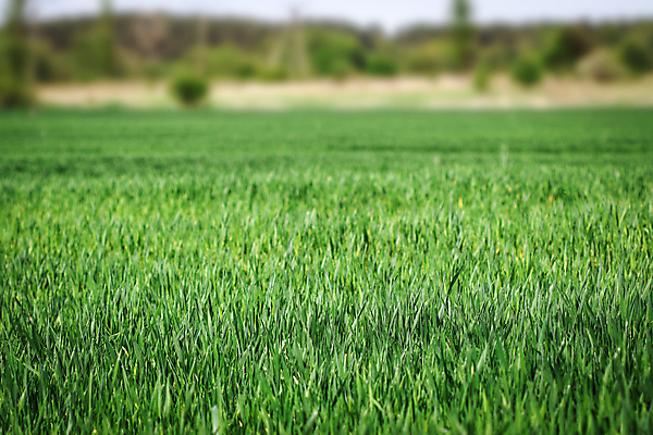 포토 JPG 해외이미지 식물 계절 산업 음식 줄기 백그라운드 밭 농업 자연 건강 씨앗 풍경 잔디 사람없음 야외 초록색 여름 농작물 농장 농경지 환경 봄 수확 성장 시골 낟알 땅 시리얼 밀 유기농 보리 내추럴 모종 밭일 호밀 세련 해외202009 해외포토 웰빙 컬러 곡류 생태계 파일형식