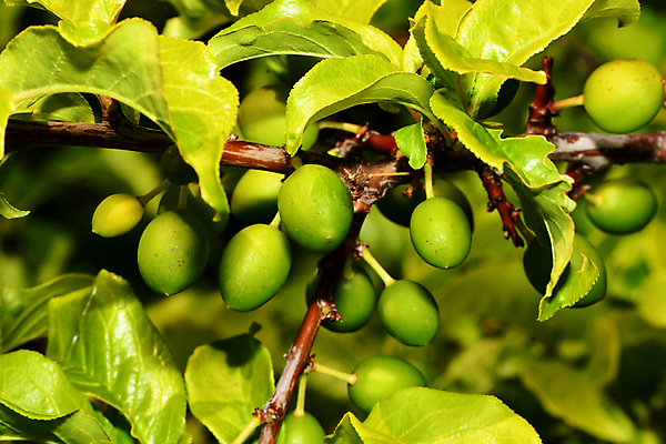 포토 JPG 해외이미지 식물 열매 꽃잎 줄기 잎 과일 자연 초원 사람없음 자두 그리너리 해외202009 해외포토 꽃 생태계 파일형식 트랜드컬러