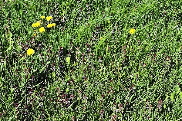 포토 JPG 해외이미지 식물 디자인 꽃 종이 벽 백그라운드 잎 패턴 밭 자연 벽지 표면 추상 잔디 초원 사람없음 초록색 여름 환경 정원 봄 회색 성장 바위 신선 거친 닫기 천 허브 질감 내추럴 그런지 옛날 채식주의자 해외202009 해외포토 계절 컬러 무늬 농업 모션 돌_바위 직물 생태계 채식 파일형식