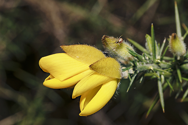 포토 JPG 해외이미지 식물 계절 꽃잎 꽃 잎 꽃무늬 자연 영국 풍경 사람없음 야외 초록색 여름 노란색 정원 봄 프랑스 벚꽃 시골 가시 관목 날카로움 상록수 내추럴 해외202009 해외포토 나무 유럽 컬러 무늬 생태계 파일형식