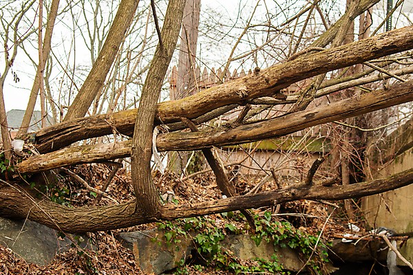 포토 JPG 해외이미지 자연 바람 잔디 사람없음 목재 손상 죽음 균열 떨어짐 위험 사건 폭풍 다리찢기 삭제 격파 깨짐 수목 심각 재앙 해외202009 해외포토 자연요소 나무 식물 컨셉 재료 모션 날씨 생태계 파일형식