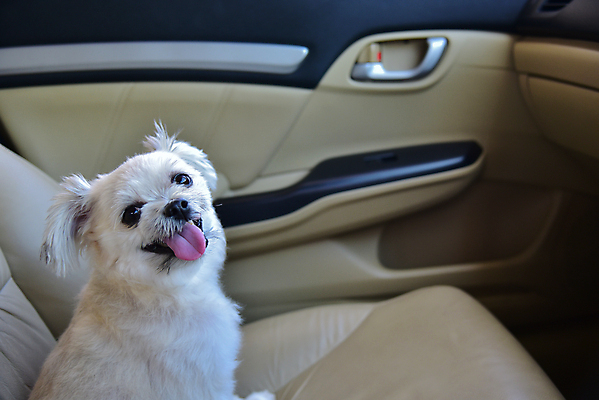 포토 JPG 해외이미지 한마리 여행 의자 사람없음 반려동물 개 차안 해외202009 해외포토 동물 1 가구 포유류 파일형식