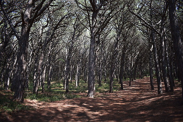 포토 JPG 해외이미지 나무 유럽 바다 자연 휴가 풍경 해변 사람없음 야외 목재 여름 태양 이탈리아 안개 소나무 황무지 분위기 숲 지중해 토스카나 해외202009 해외포토 자연요소 식물 계절 나라 컨셉 재료 날씨 생태계 파일형식