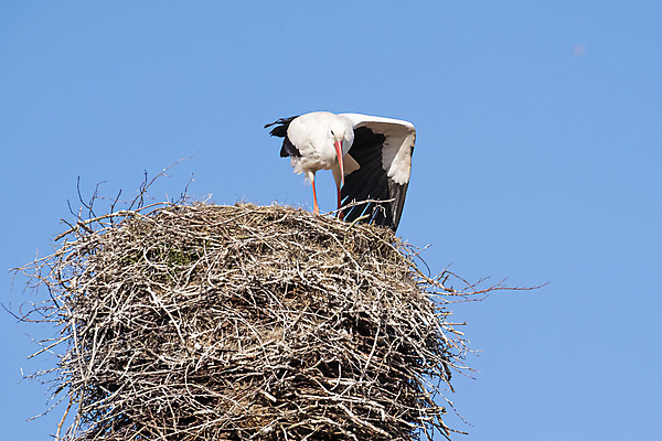 포토 JPG 해외이미지 동물 커플 계절 야생동물 여행 백그라운드 날개 자연 조류 하늘 지붕 바람 주택 굴뚝 서기 사람없음 목재 파란색 머리 우주 환경 봄 흰색 나뭇가지 시골 춤 둥지 보호 큼 깃털 묘사 부리 밀짚 해외202009 해외포토 자연요소 나무 컬러 컨셉 재료 관계 모션 날씨 문화예술 건물 신체부위 짚 크기 생태계 파일형식