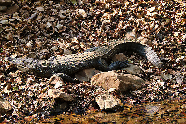 포토 JPG 해외이미지 동물 공원 호수 야생동물 파충류 풍경 사람없음 물 악어 전국 해외202009 약함 해외포토 자연요소 공공시설 컨셉 파일형식
