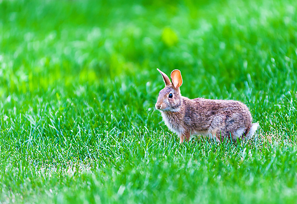 포토 JPG 해외이미지 식물 동물 1 응시 야생동물 잎 밭 포유류 자연 초식동물 털 앉기 잔디 초원 사람없음 야외 초록색 여름 갈색 환경 정원 봄 회색 성장 토끼 면 작음 모피 묘사 싱글 꼬리 귀 솜털 내추럴 경보 동물상 신중 해외202009 해외포토 시선 계절 컬러 컨셉 농업 모션 신체부위 반려동물 조형물 크기 생태계 파일형식