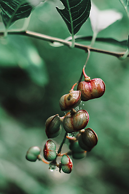 포토 JPG 해외이미지 식물 계절 꽃 여행 백그라운드 잎 태국 자연 아침 추상 휴가 산 풍경 사람없음 야외 초록색 여름 햇빛 태양 노란색 정원 검은색 봄 성장 벚꽃 흰색 신선 숲 내추럴 해외202009 해외포토 주간 자연요소 아시아 컬러 무늬 생태계 파일형식