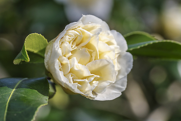 포토 JPG 해외이미지 식물 꽃잎 꽃 줄기 분홍색 꽃다발 잎 꽃무늬 자연 사람없음 장식 빨간색 초록색 정원 일본 봄 낭만 성장 벚꽃 나뭇가지 신선 개화 관목 묘사 원예 꽃가루 내추럴 고립 꽃수술 생태학 그리너리 해외202009 해외포토 나무 계절 교육 아시아 컬러 컨셉 무늬 취미 가루 생태계 파일형식 트랜드컬러