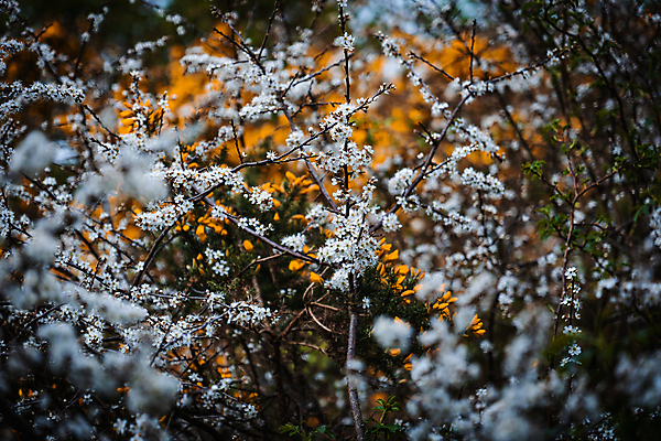 포토 JPG 해외이미지 식물 꽃잎 꽃 종이 곤충 잎 밭 자연 날씨 사람없음 초록색 여름 파란색 컬러풀 햇빛 노란색 새싹 환경 보라색 봄 흰색 시골 개화 그룹 숲 서식지 내추럴 삼림지대 영원 해외202009 해외포토 동물 계절 컬러 농업 태양 생태계 파일형식