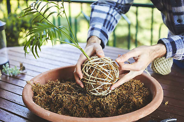 포토 JPG 해외이미지 식물 손 꽃 음식 백그라운드 잎 꽃무늬 농업 재료 공 자연 넥타이 건강 이끼 사람없음 장식 초록색 환경 정원 일본 흙 회색 수확 성장 신선 원형 유기농 원예 내추럴 생태학 채식주의자 해외202009 해외포토 도형 웰빙 잡화 교육 산업 아시아 컬러 무늬 취미 신체부위 생태계 채식 파일형식