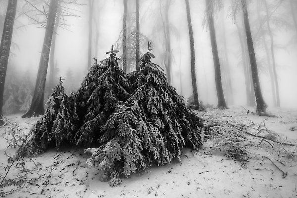 포토 JPG 해외이미지 나무 식물 계절 공원 백그라운드 겨울 자연 날씨 산 풍경 사람없음 야외 목재 가로 환경 냉동 얼음 추위 안개 성장 흰색 나뭇가지 시골 그룹 숲 큼 서리 장면 나무껍질 내추럴 뿌연 섞기 눈내림 가문비나무 해외202009 해외포토 자연요소 공공시설 컬러 재료 눈_날씨 껍질 크기 생태계 파일형식