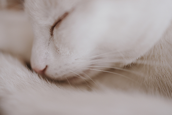 포토 JPG 해외이미지 동물 여자 백그라운드 포유류 휴식 주택 털 사람없음 반려동물 고양이 흰색 잠 모피 코 낮잠 솜털 해외202009 해외포토 컬러 컨셉 사람 건물 신체부위 파일형식