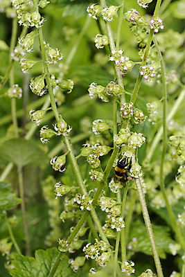 포토 JPG 해외이미지 식물 동물 꽃잎 꽃 음식 곤충 자연 건강 사람없음 야외 초록색 노란색 정원 봄 펼침 모임 자유 벚꽃 마시기 작업 닫기 달콤 벌레 수집 먹기 생물학 바쁨 번짐 꽃가루 꿀 내추럴 영양분 해외202009 해외포토 계절 교육 컬러 컨셉 모션 맛 가루 생태계 파일형식 효과