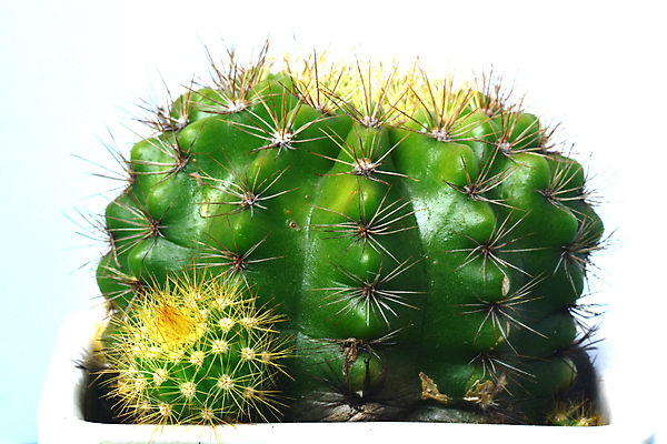 포토 JPG 해외이미지 나무 식물 꽃 백그라운드 꽃무늬 자연 선인장 사람없음 장식 초록색 태양 정원 사막 성장 벚꽃 흰색 신선 가시 냄비 정상 질감 날카로움 내추럴 해외202009 해외포토 자연요소 컬러 무늬 솥 생태계 파일형식