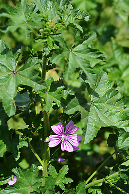 포토 JPG 해외이미지 식물 꽃 분홍색 잎 자연 사람없음 야외 초록색 정원 닫기 해외202009 해외포토 컬러 모션 생태계 파일형식