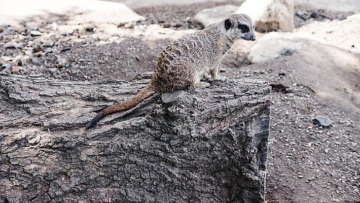 포토 JPG 해외이미지 동물 응시 공원 얼굴 야생동물 모래 백그라운드 포유류 가족 아프리카 자연 생물 털 동물원 서기 경비 앉기 사람없음 야외 초록색 갈색 사막 황무지 설치류 작음 모피 사파리 손목시계 주둥이 내추럴 경보 땅바닥 미어캣 생태학 해외202009 해외포토 시선 공공시설 교육 나라 시계 컬러 장신구 관계 모션 바닥 안전 신체부위 보호 크기 생태계 파일형식
