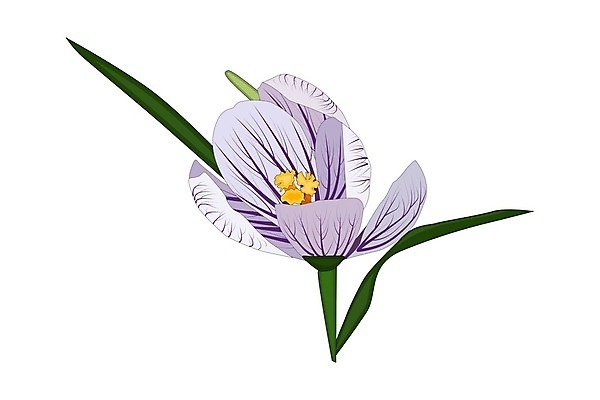 EPS 해외이미지 식물 계절 꽃잎 꽃 음식 분홍색 농업 일러스트 재료 자연 부활절 건조 요리 라벨 정원 보라색 스파 봄 벚꽃 신용카드 플랫 4월 만화 허브 제비꽃 심볼 향신료 사인 흰배경 유기농 매움 엽서 아로마 고립 사프란 이국적 맛있는 해외202009 해외일러스트 웰빙 기념일 산업 컬러 백그라운드 프레임 금융 흰색 날짜 맛 편지 생태계 향미료 파일형식 벡터