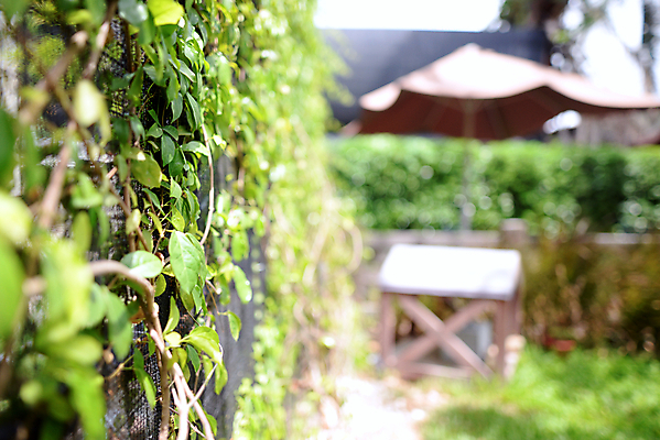 포토 JPG 해외이미지 나무 식물 외관 공원 리플렛 백그라운드 잎 꽃무늬 패턴 태국 자연 벽지 날씨 매달리기 풍경 사람없음 야외 장식 초록색 컬러풀 환경 봄 성장 나뭇가지 신선 소프트포커스 원예 질감 웨이브 내추럴 그리너리 해외202009 해외포토 계절 공공시설 꽃 아시아 컬러 무늬 모션 촬영기법 취미 생태계 파일형식 트랜드컬러