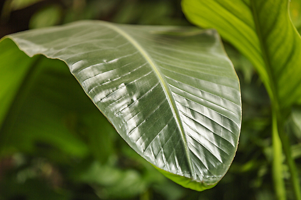포토 JPG 해외이미지 나무 식물 줄기 백그라운드 낙엽 잎 자연 표면 사람없음 초록색 환경 정원 활발 성장 신선 얼룩 닫기 숲 큼 관목 척추 질감 윤곽 내추럴 대칭 온실 그리너리 규칙적 해외202009 해외포토 컬러 컨셉 모션 뼈 크기 생태계 파일형식 트랜드컬러