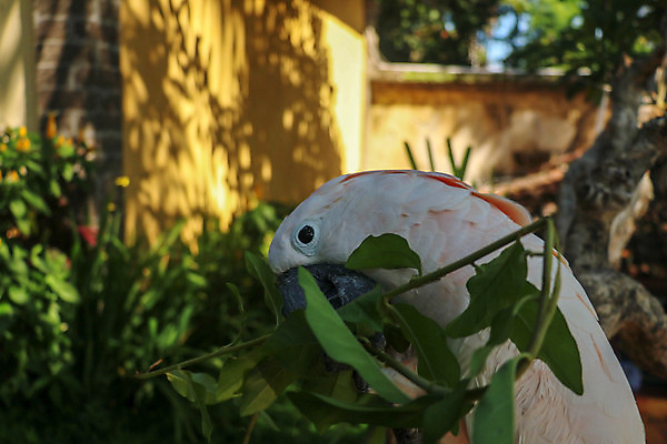 포토 JPG 해외이미지 나무 식물 동물 아이콘 캐릭터 디자인 꽃 행복 야생동물 분홍색 백그라운드 잎 일러스트 자연 조류 동물원 손바닥 미술 사람없음 그래픽 장식 반려동물 컬러풀 노란색 검은색 흰색 만화 깃털 그림 부리 앵무새 내추럴 고립 동물상 이국적 현실 해외202009 해외포토 손 감정 컬러 문화예술 조형물 생태계 파일형식
