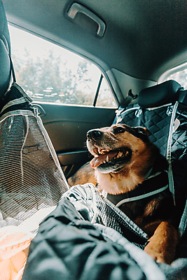 포토 JPG 해외이미지 동물 라이프스타일 행복 자연 휴식 주택 사람없음 반려동물 머리 폭포 하이킹 침대 잠 개 주둥이 거짓말 몽환 해외202009 우호적 해외포토 감정 가구 컨셉 포유류 레저 건물 생활 신체부위 생태계 파일형식