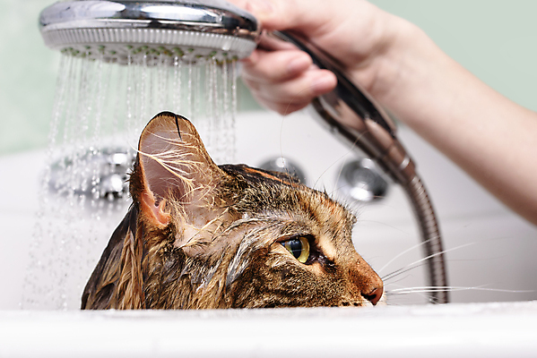 포토 JPG 해외이미지 동물 한마리 손 신체부위 고양이 목욕 젖음 욕실 펫케어 반려묘 메인쿤 해외202009 해외포토 1 포유류 관리 사람 반려동물 청결 파일형식