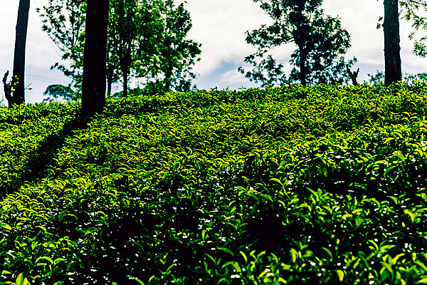포토 JPG 해외이미지 나무 식물 전통 아시아 잎 밭 농업 자연 산 파노라마 풍경 사람없음 초록색 농작물 농장 농경지 계곡 수확 성장 신선 차 땅 인도인 허브 언덕 에코 유기농 장면 내추럴 산악지대 스리랑카 세련 해외202009 해외포토 외국인 웰빙 나라 산업 음료 컬러 촬영기법 동양인 환경 생태계 파일형식