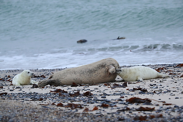 포토 JPG 해외이미지 동물 유럽 야생동물 새끼 바다 섬 포유류 자연 털 독일 사랑 해변 사람없음 야외 귀여움 환경 회색 코트 흰색 아기 신생아 보호 물개 모래언덕 북쪽 멸종 대서양 생태학 해외202009 약함 해외포토 교육 감정 나라 컬러 컨셉 사람 바다동물 외투 방향 언덕 생태계 파일형식