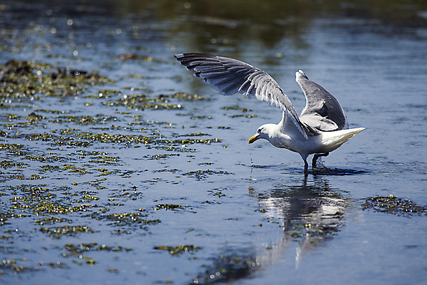 포토 JPG 해외이미지 동물 야생동물 바다 캐나다 날개 자연 갈매기 조류 풍경 해변 사람없음 야외 물 여름 파란색 회색 바위 흰색 연못 깃털 부리 태평양 암초 서식지 내추럴 해외202009 해외포토 자연요소 계절 컬러 북아메리카 돌_바위 생태계 파일형식