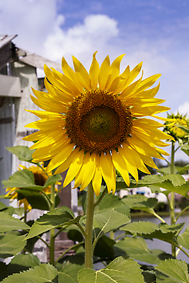 포토 JPG 해외이미지 식물 디자인 계절 꽃잎 꽃 백그라운드 잎 꽃무늬 밭 농업 자연 벽지 탁자 해바라기 프레임 씨앗 사람없음 야외 목재 초록색 여름 컬러풀 태양 노란색 유행 우주 정원 맑음 봄 활발 벚꽃 가을 시골 신선 기름 내추럴 카피스페이스 해외202009 해외포토 자연요소 나무 산업 음식 컬러 가구 컨셉 무늬 재료 날씨 공백 생태계 파일형식